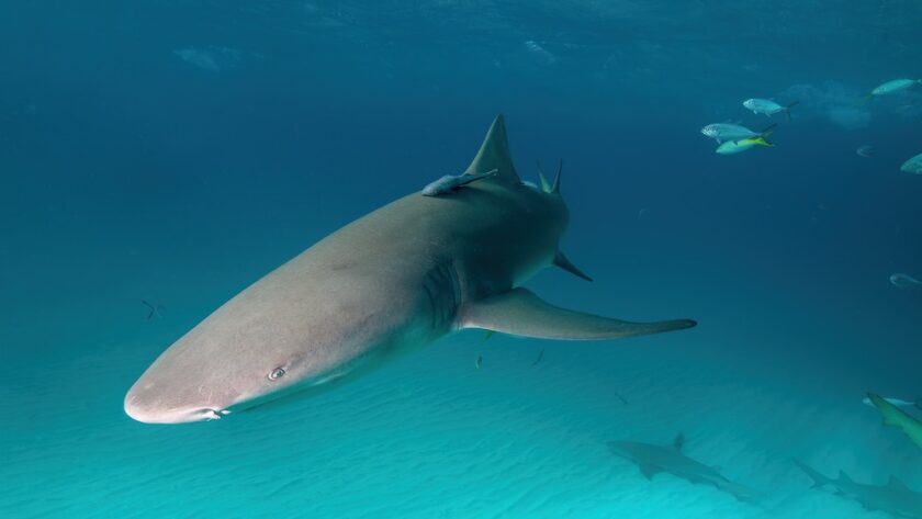 Bahamas : une touriste tuée par un requin