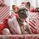 Insolite : à Strasbourg, une crèche canine en plein marché de Noël