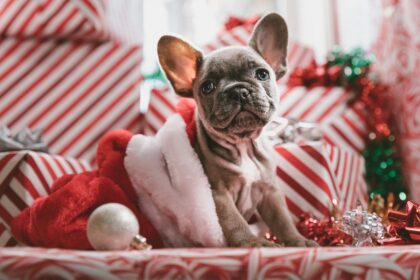 Insolite : à Strasbourg, une crèche canine en plein marché de Noël