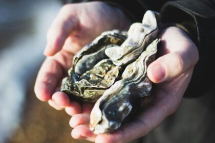 Morbihan : ouverture d’Ostréapolis pour découvrir l’huître et l’ostréiculture